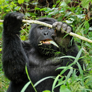 Bwindi - Gorilla - Karibu